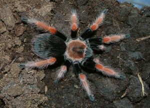 Brachypelma boehmei